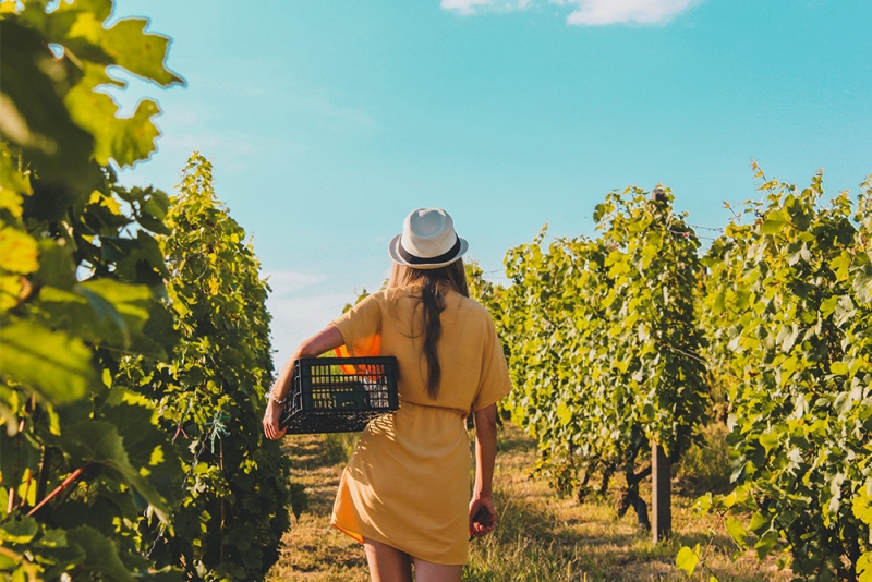 WINE TRAVELLERS